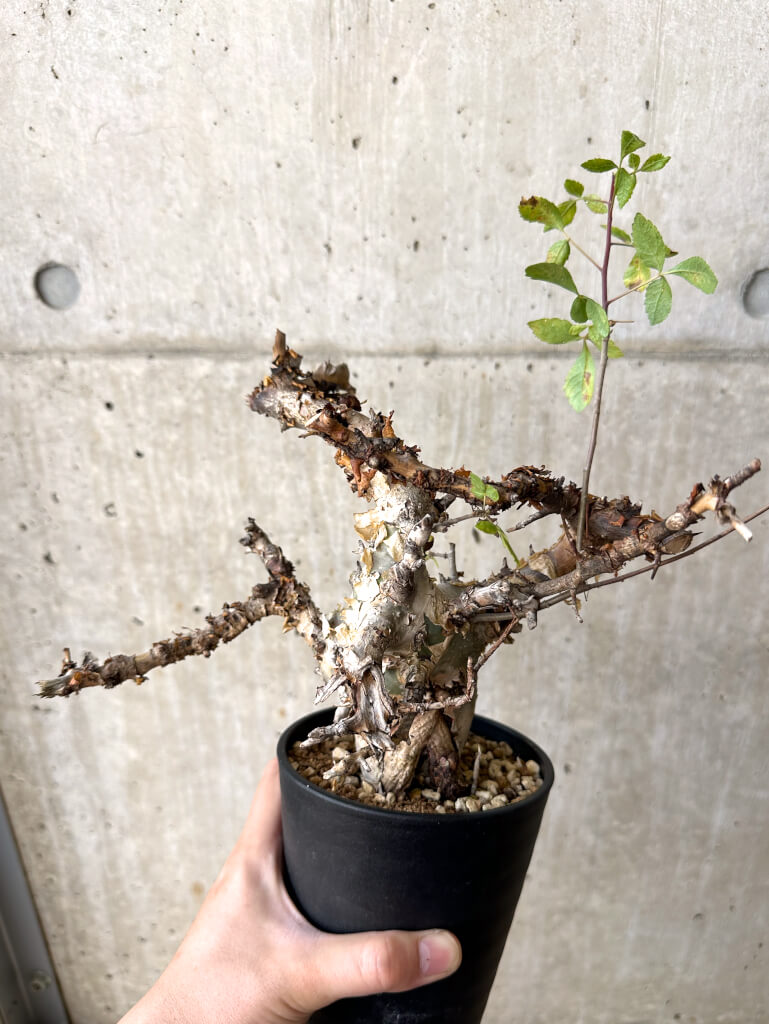【現品限り】コミフォラ・カタフ ターカネンシス 現地株 発根済み 約10ヶ月管理【W61】 Commiphora kataf turkanensis