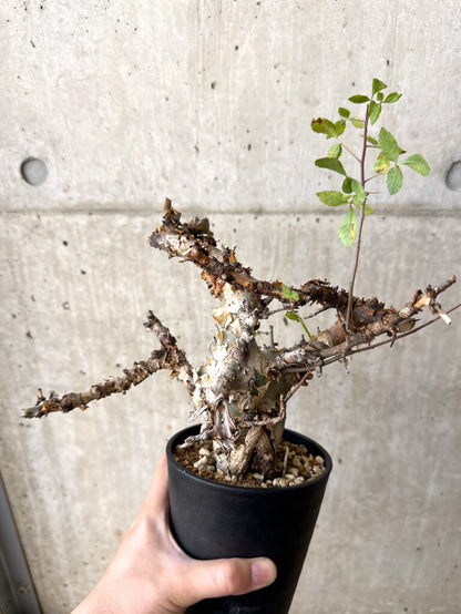 【現品限り】コミフォラ・カタフ ターカネンシス 現地株 発根済み 約10ヶ月管理【W61】 Commiphora kataf turkanensis