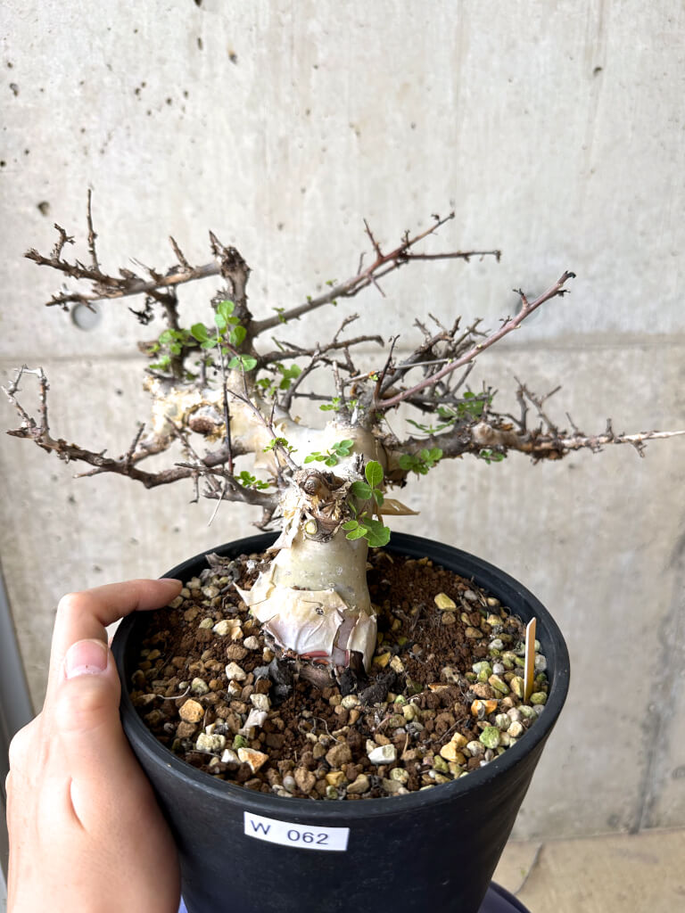 【現品限り】コミフォラ・カタフ ターカネンシス 現地株 長期管理【W62】 Commiphora kataf turkanensis