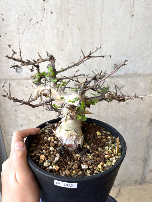 【現品限り】コミフォラ・カタフ ターカネンシス 現地株 長期管理【W62】 Commiphora kataf turkanensis