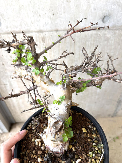 【現品限り】コミフォラ・カタフ ターカネンシス 現地株 長期管理【W62】 Commiphora kataf turkanensis