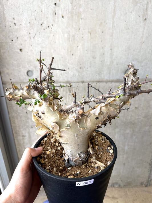 【現品限り】コミフォラ・カタフ ターカネンシス 現地株 長期管理【W63】 Commiphora kataf turkanensis