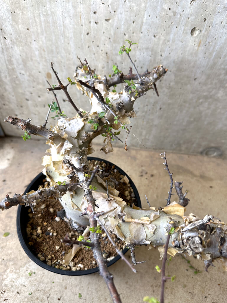 【現品限り】コミフォラ・カタフ ターカネンシス 現地株 長期管理【W63】 Commiphora kataf turkanensis