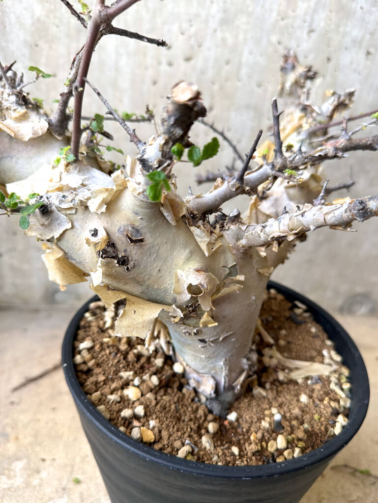 【現品限り】コミフォラ・カタフ ターカネンシス 現地株 長期管理【W63】 Commiphora kataf turkanensis