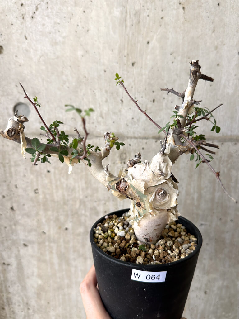 【現品限り】コミフォラ・カタフ ソマリア ピュア 現地株 発根済み 長期管理【W64】 Commiphora kataf Somalia