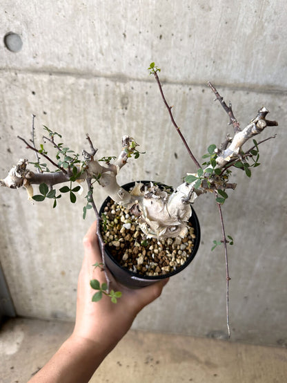 【現品限り】コミフォラ・カタフ ソマリア ピュア 現地株 発根済み 長期管理【W64】 Commiphora kataf Somalia