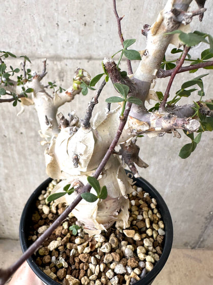 【現品限り】コミフォラ・カタフ ソマリア ピュア 現地株 発根済み 長期管理【W64】 Commiphora kataf Somalia