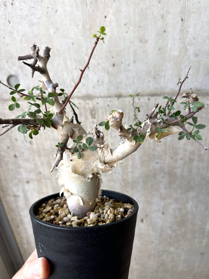 【現品限り】コミフォラ・カタフ ソマリア ピュア 現地株 発根済み 長期管理【W64】 Commiphora kataf Somalia