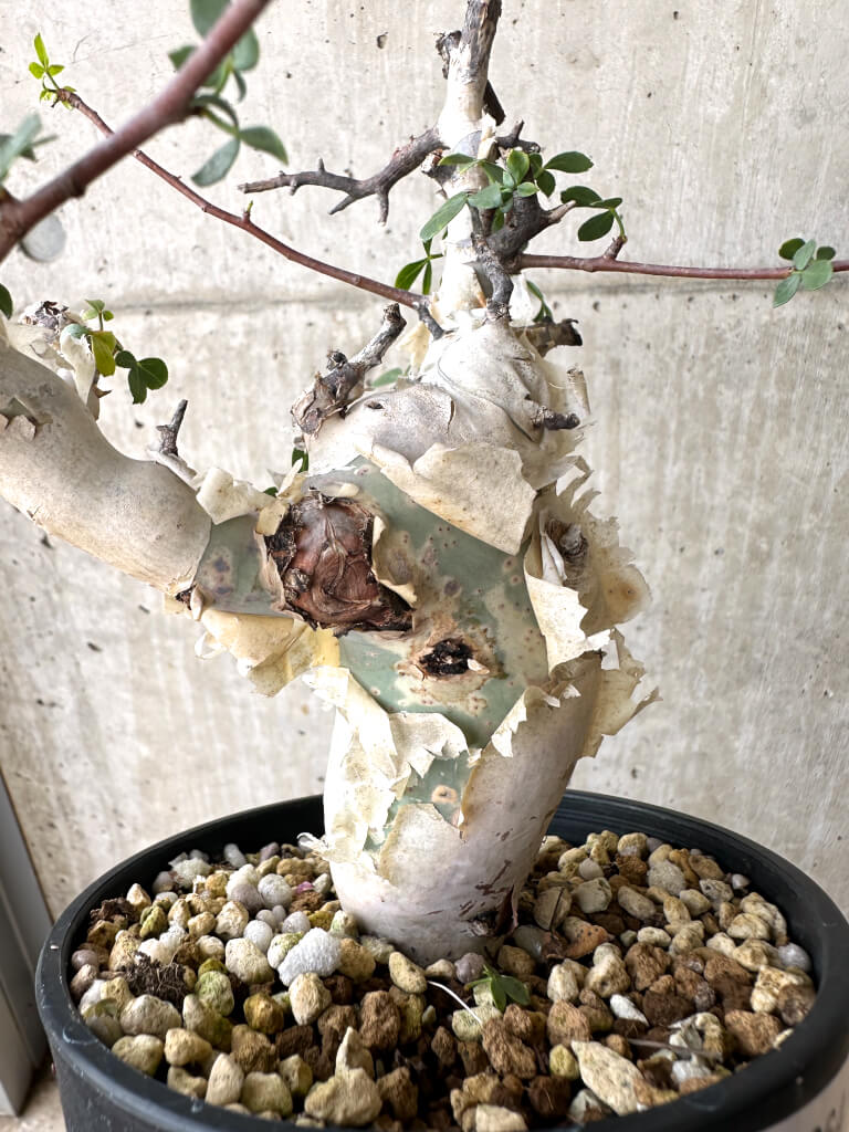 【現品限り】コミフォラ・カタフ ソマリア ピュア 現地株 発根済み 長期管理【W64】 Commiphora kataf Somalia