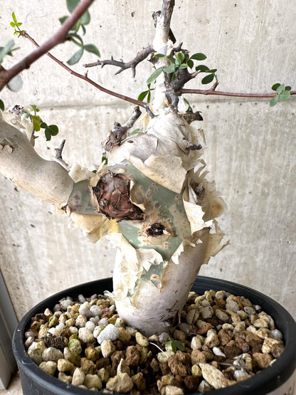 【現品限り】コミフォラ・カタフ ソマリア ピュア 現地株 発根済み 長期管理【W64】 Commiphora kataf Somalia