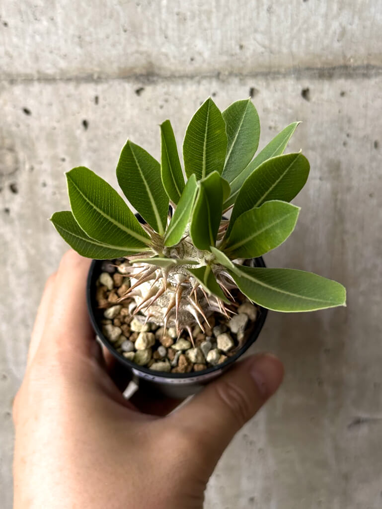 【現品限り】パキポディウム・デンシフローラム【W6】 Pachypodium densiflorum
