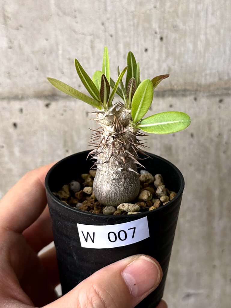 現品限り】パキポディウム・デンシフローラム【W7】 Pachypodium