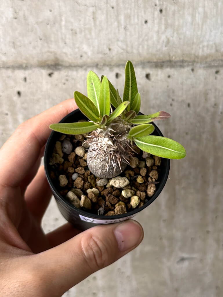 【現品限り】パキポディウム・デンシフローラム【W7】 Pachypodium densiflorum
