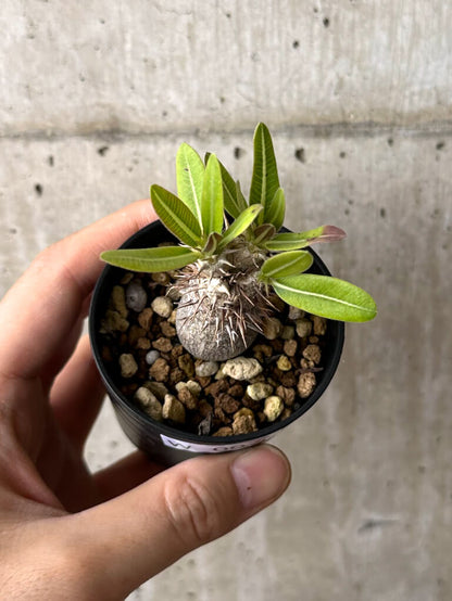 【現品限り】パキポディウム・デンシフローラム【W7】 Pachypodium densiflorum