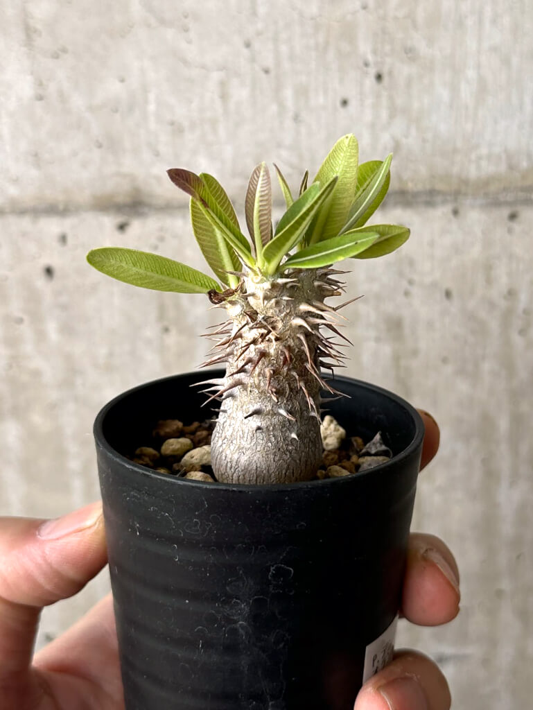 【現品限り】パキポディウム・デンシフローラム【W7】 Pachypodium densiflorum