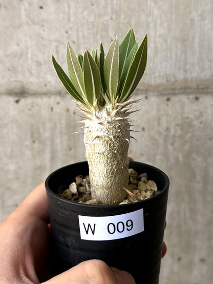 【現品限り】パキポディウム・デンシフローラム【W9】 Pachypodium densiflorum