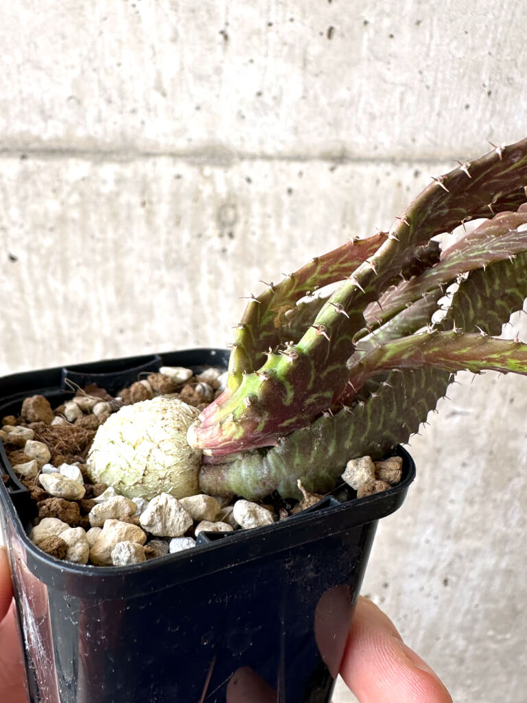 【現品限り】ユーフォルビア・ステラータ 飛竜【Z10】 Euphorbia stellata