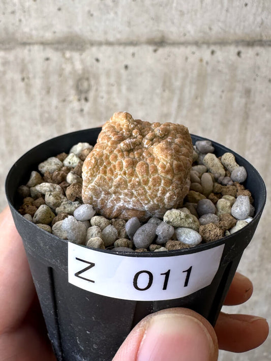 【現品限り】プセウドリトス・クビフォルメ【Z11】 Pseudolithos cubiforme