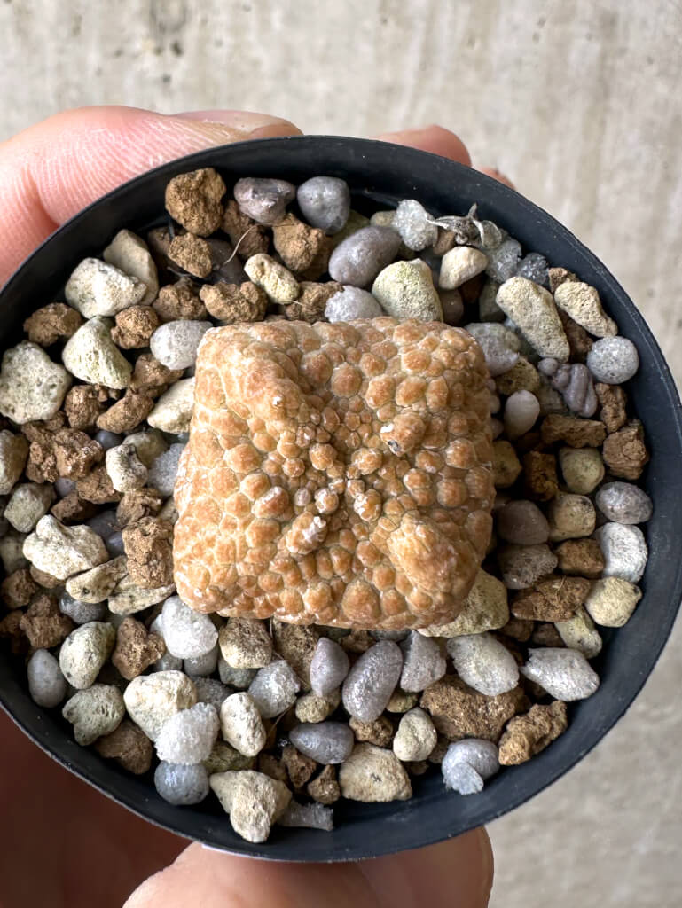 【現品限り】プセウドリトス・クビフォルメ【Z11】 Pseudolithos cubiforme