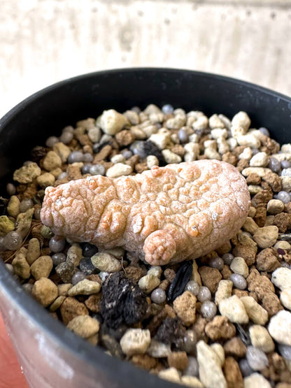 【現品限り】プセウドリトス・カプトヴィペラエ【Z13】 pseudolithos caput viperae