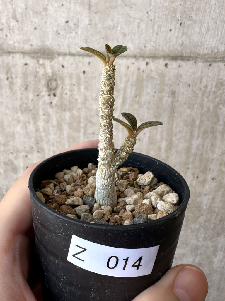 【現品限り】ドルステニア・ギガス 実生【Z14】 Dorstenia gigas