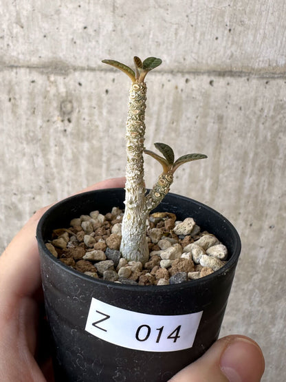 【現品限り】ドルステニア・ギガス 実生【Z14】 Dorstenia gigas