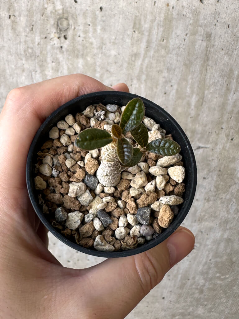 【現品限り】ドルステニア・ギガス 実生【Z14】 Dorstenia gigas