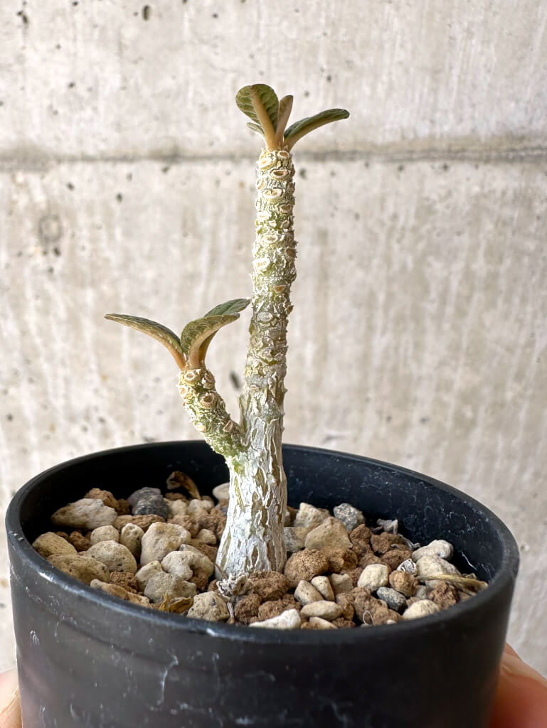 【現品限り】ドルステニア・ギガス 実生【Z14】 Dorstenia gigas