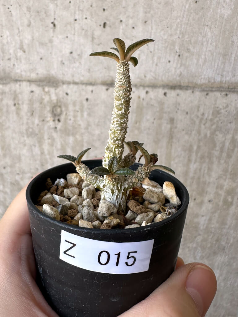 P54 実生 まん丸 Dorstenia gigas f. bullata ドルステニア ギガス