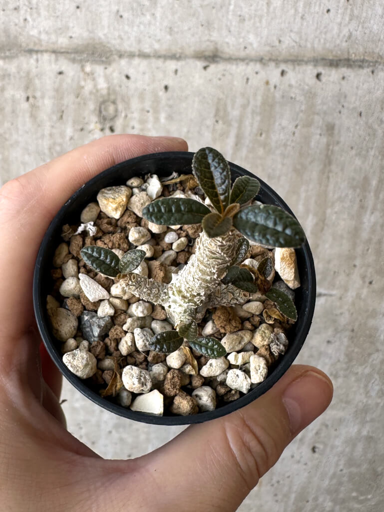 現品限り】ドルステニア・ギガス 実生【Z15】 Dorstenia gigas 塊根