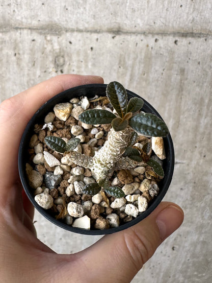 【現品限り】ドルステニア・ギガス 実生【Z15】 Dorstenia gigas