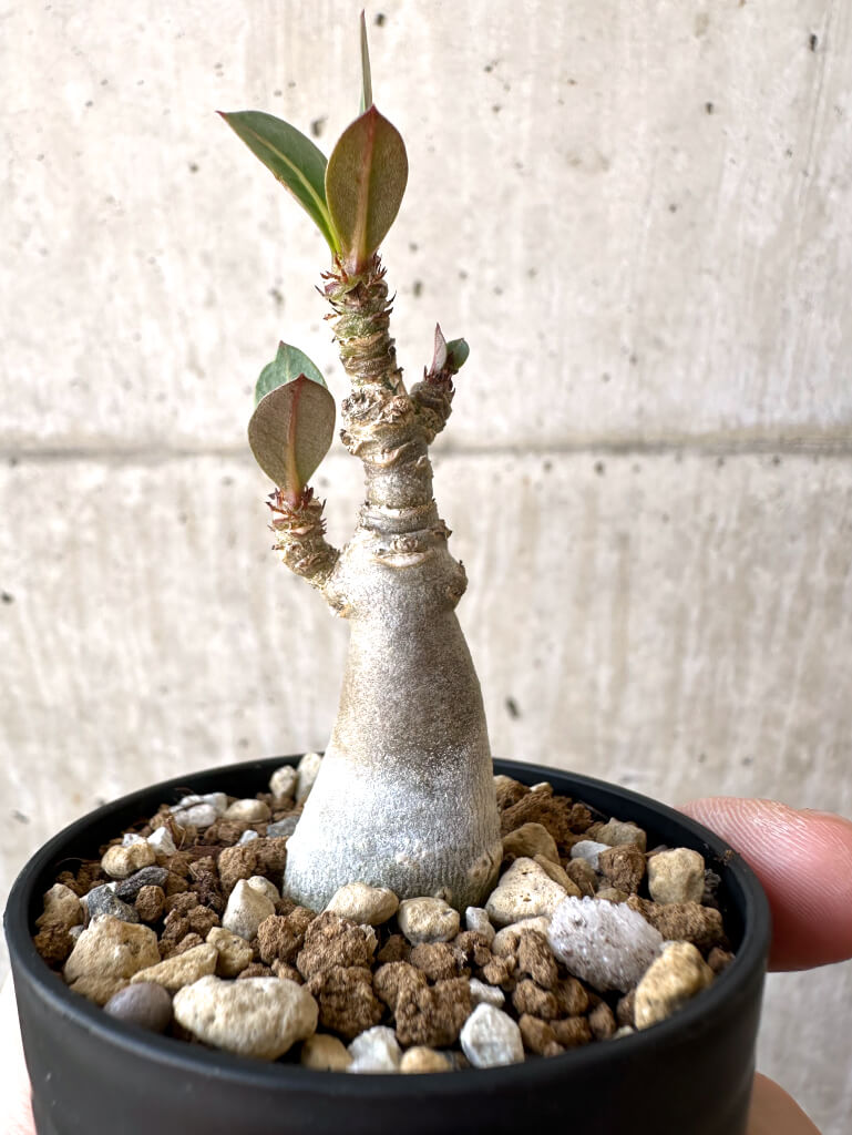 【現品限り】アデニウム・アラビカム【Z16】 Adenium arabicum