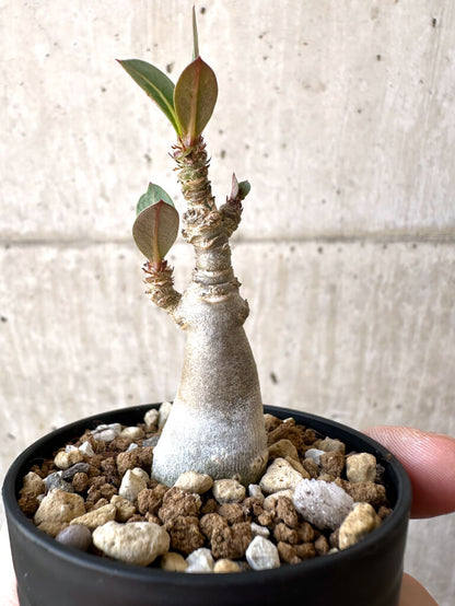 【現品限り】アデニウム・アラビカム【Z16】 Adenium arabicum