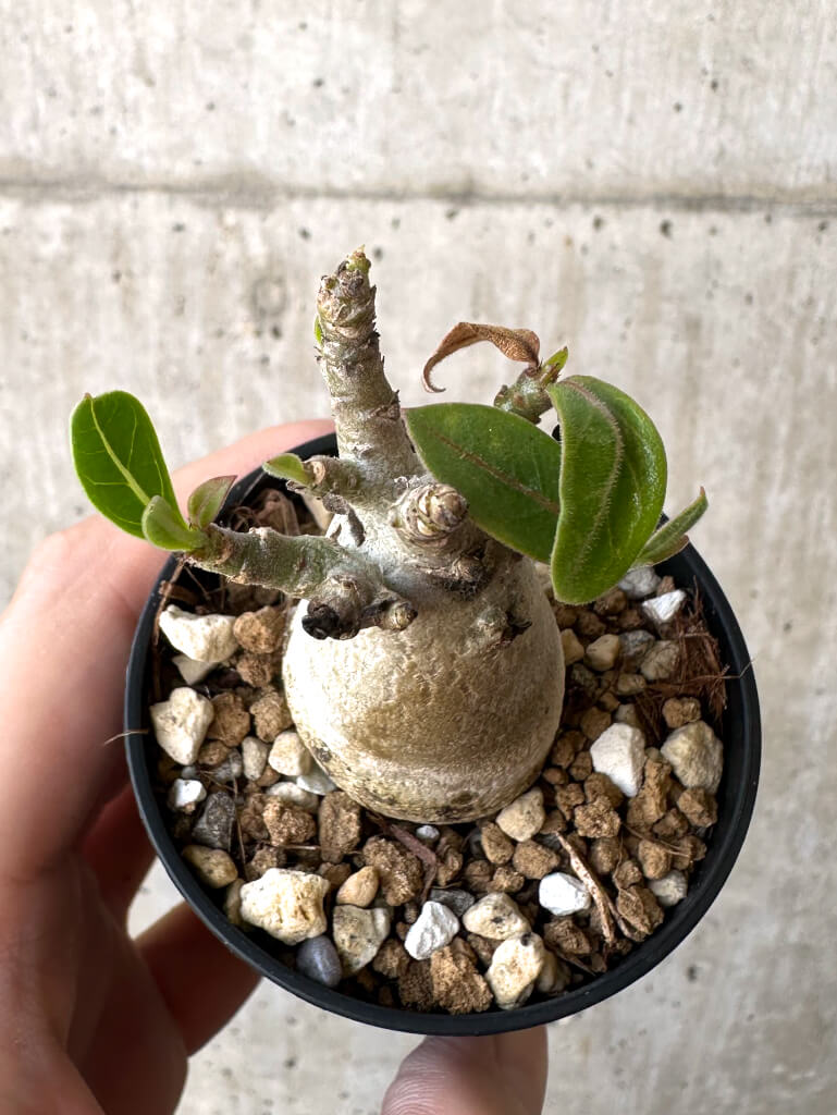 現品限り】アデニウム・アラビカム【Z17】 Adenium arabicum 塊根植物