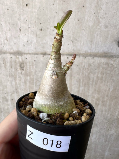 【現品限り】アデニウム・アラビカム【Z18】 Adenium arabicum