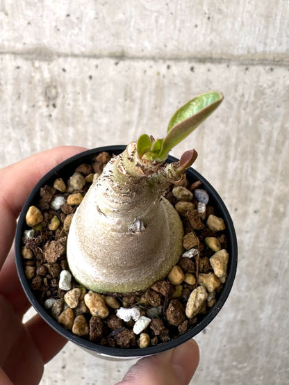 【現品限り】アデニウム・アラビカム【Z18】 Adenium arabicum