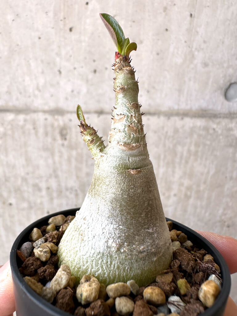 【現品限り】アデニウム・アラビカム【Z18】 Adenium arabicum