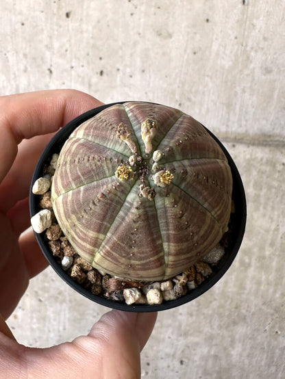 【現品限り】ユーフォルビア・オベサ【Z1】 Euphorbia obesa