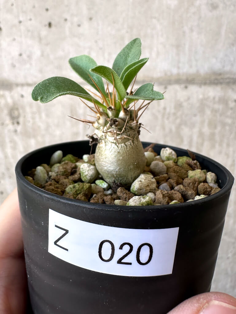 現品限り】パキポディウム・ナマクアナム 光堂【Z20】 Pachypodium
