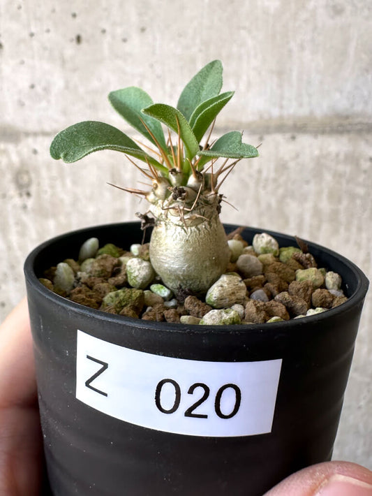 【現品限り】パキポディウム・ナマクアナム 光堂【Z20】 Pachypodium namaquanum