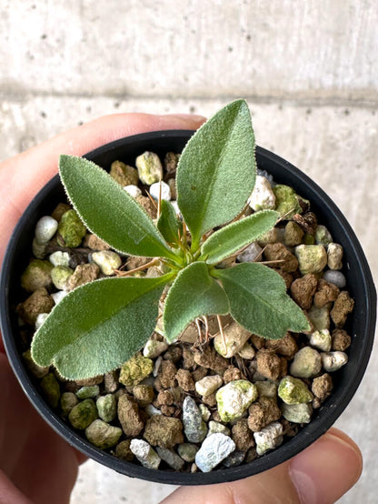【現品限り】パキポディウム・ナマクアナム 光堂【Z20】 Pachypodium namaquanum
