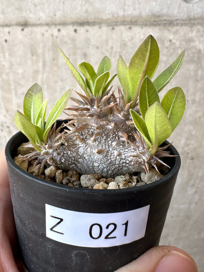【現品限り】パキポディウム・恵比寿大黒 デンシカウレ【Z21】 Pachypodium Densicaule