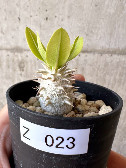 【現品限り】パキポディウム・恵比寿大黒 デンシカウレ【Z23】 Pachypodium Densicaule