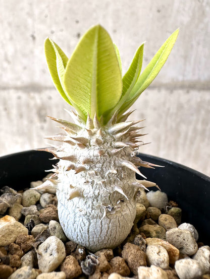 【現品限り】パキポディウム・恵比寿大黒 デンシカウレ【Z23】 Pachypodium Densicaule