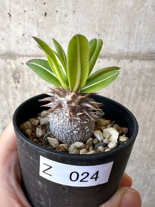 【現品限り】パキポディウム・恵比寿大黒 デンシカウレ【Z24】 Pachypodium Densicaule