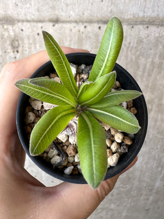 【現品限り】パキポディウム・恵比寿大黒 デンシカウレ【Z24】 Pachypodium Densicaule