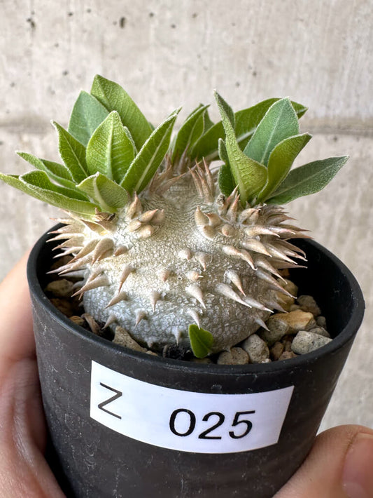 【現品限り】パキポディウム・恵比寿大黒 デンシカウレ【Z25】 Pachypodium Densicaule