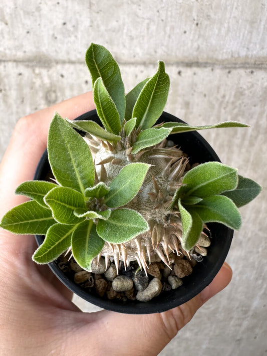 【現品限り】パキポディウム・恵比寿大黒 デンシカウレ【Z25】 Pachypodium Densicaule