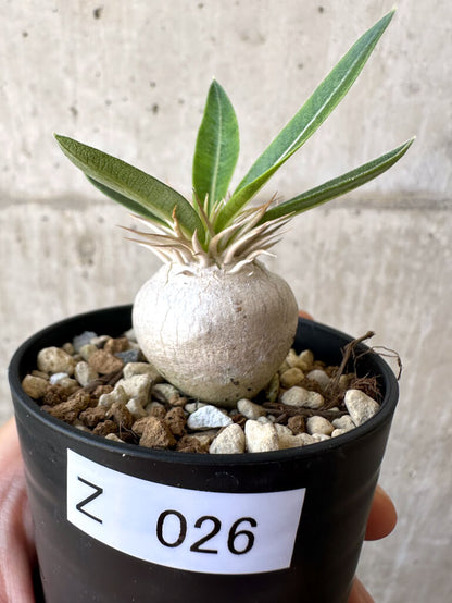 【現品限り】パキポディウム・エニグマチカム【Z26】 Pachypodium enigmaticum