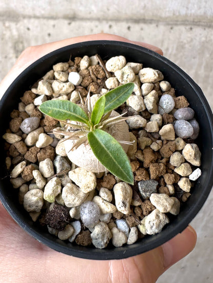 【現品限り】パキポディウム・エニグマチカム【Z27】 Pachypodium enigmaticum